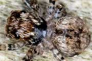 Jumping Spider (Servaea villosa) (Servaea villosa)